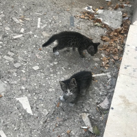 Tekir Kedi, Kedi  Yavru 3 fotoğrafı