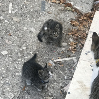 Tekir Kedi, Kedi  Yavru 3 fotoğrafı