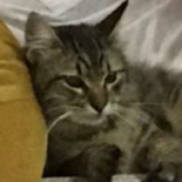 Tekir Kedi, Kedi  Şakir fotoğrafı