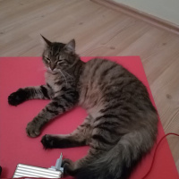 Tekir Kedi, Kedi  Şakir fotoğrafı