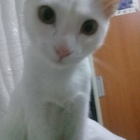 Van Kedisi, Kedi  Pigpag fotoğrafı