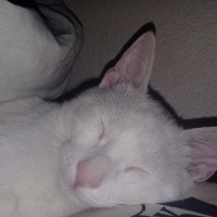 Van Kedisi, Kedi  Pigpag fotoğrafı