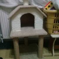 Van Kedisi, Kedi  Pigpag fotoğrafı