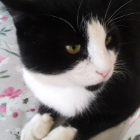 Tuxedo (Smokin) Kedi, Kedi  Mia fotoğrafı