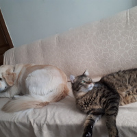 Tekir Kedi, Kedi  RIFKI fotoğrafı
