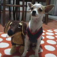 Chihuahua, Köpek  HERKÜL fotoğrafı