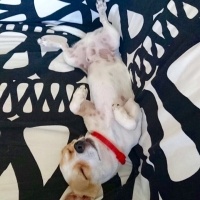 Chihuahua, Köpek  HERKÜL fotoğrafı