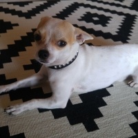 Chihuahua, Köpek  HERKÜL fotoğrafı