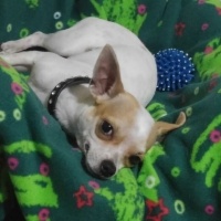 Chihuahua, Köpek  HERKÜL fotoğrafı