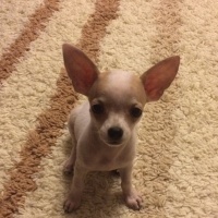 Chihuahua, Köpek  HERKÜL fotoğrafı