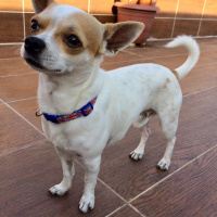 Chihuahua, Köpek  HERKÜL fotoğrafı