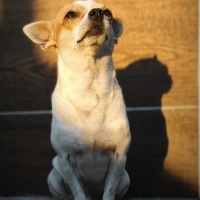 Chihuahua, Köpek  HERKÜL fotoğrafı