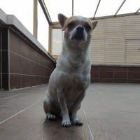 Chihuahua, Köpek  HERKÜL fotoğrafı