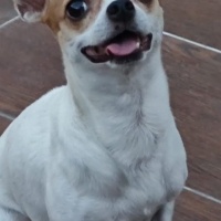 Chihuahua, Köpek  HERKÜL fotoğrafı