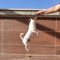 Chihuahua, Köpek  HERKÜL fotoğrafı
