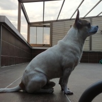 Chihuahua, Köpek  HERKÜL fotoğrafı