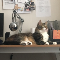 Tekir Kedi, Kedi  Kraker fotoğrafı