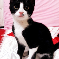 Tekir Kedi, Kedi  KÖMÜR fotoğrafı