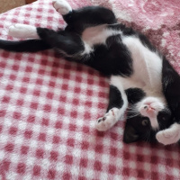 Tekir Kedi, Kedi  KÖMÜR fotoğrafı