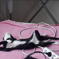 Tekir Kedi, Kedi  KÖMÜR fotoğrafı