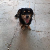 Cavalier King Charles Spanieli, Köpek  Çakıl fotoğrafı