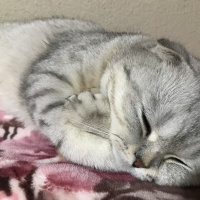 Scottish Fold, Kedi  Casper fotoğrafı