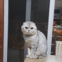 Scottish Fold, Kedi  Casper fotoğrafı