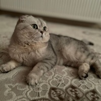 Scottish Fold, Kedi  Casper fotoğrafı