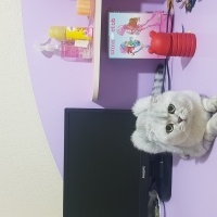 Scottish Fold, Kedi  Casper fotoğrafı