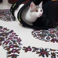 Ankara Kedisi, Kedi  PRENSES fotoğrafı