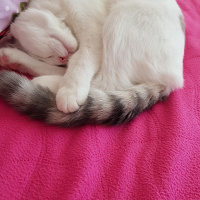 Ankara Kedisi, Kedi  PRENSES fotoğrafı