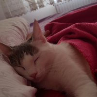 Ankara Kedisi, Kedi  PRENSES fotoğrafı