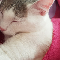 Ankara Kedisi, Kedi  PRENSES fotoğrafı