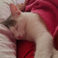Ankara Kedisi, Kedi  PRENSES fotoğrafı