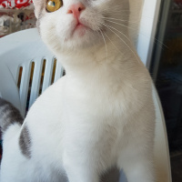 Ankara Kedisi, Kedi  PRENSES fotoğrafı