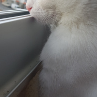 Ankara Kedisi, Kedi  PRENSES fotoğrafı