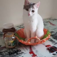 Ankara Kedisi, Kedi  PRENSES fotoğrafı
