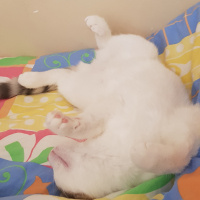 Ankara Kedisi, Kedi  PRENSES fotoğrafı