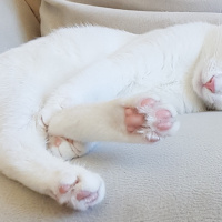 Ankara Kedisi, Kedi  PRENSES fotoğrafı
