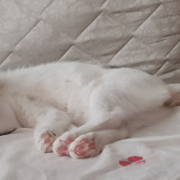 Ankara Kedisi, Kedi  PRENSES fotoğrafı