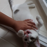 Ankara Kedisi, Kedi  PRENSES fotoğrafı