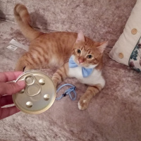 Tekir Kedi, Kedi  çiçi fotoğrafı