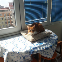 Tekir Kedi, Kedi  çiçi fotoğrafı