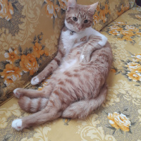 Tekir Kedi, Kedi  çiçi fotoğrafı