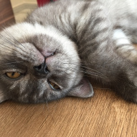 British Shorthair, Kedi  Duman fotoğrafı