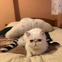 Exotic Shorthair, Kedi  ROCK fotoğrafı