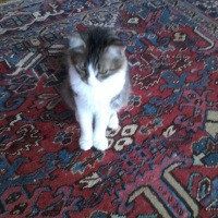 Soke, Kedi  Miço fotoğrafı