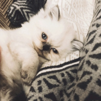 İran Kedisi (Persian), Kedi  Bulut fotoğrafı