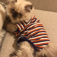 İran Kedisi (Persian), Kedi  Bulut fotoğrafı