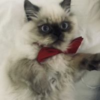 İran Kedisi (Persian), Kedi  Bulut fotoğrafı